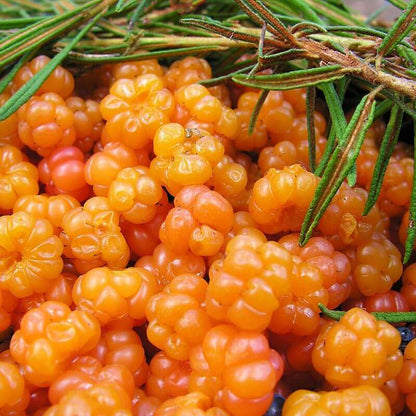 Cloudberry Sweet Berry Seeds