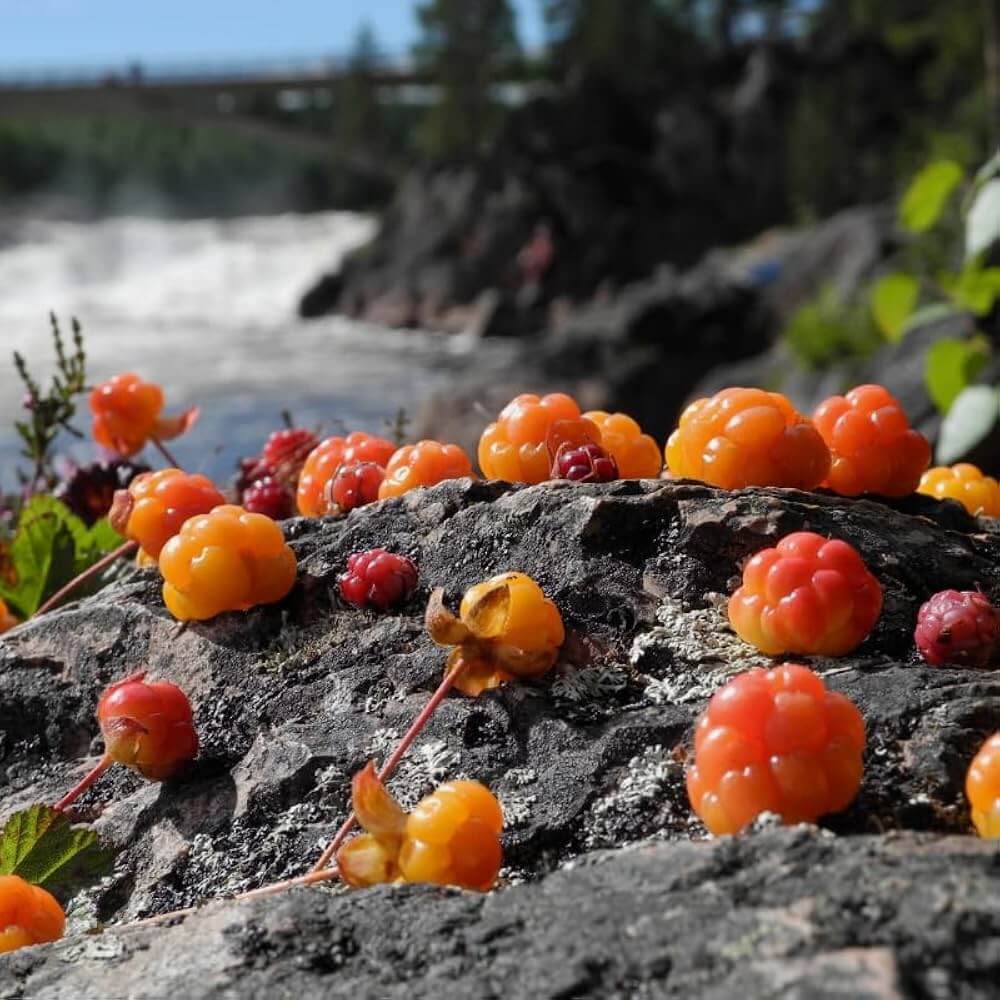 Cloudberry seeds - Fruit Plant for Home Gardens