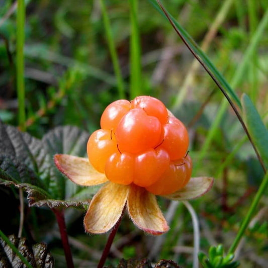 Cloudberry seeds - Fruit Plant for Home Gardens