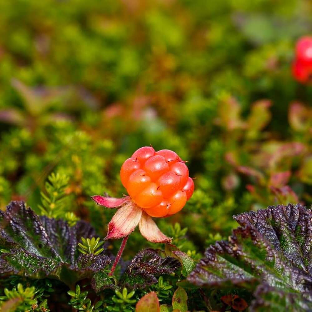 Cloudberry seeds - Fruit Plant for Home Gardens