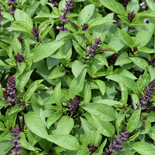 Clove Basil Seeds - Herbal Plant