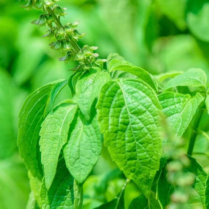 Clove Basil Seeds - Herbal Plant
