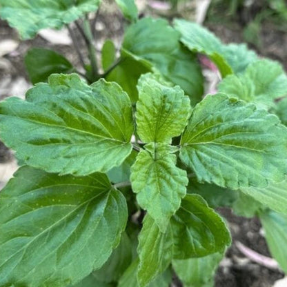 Clove Basil Seeds - Herbal Plant