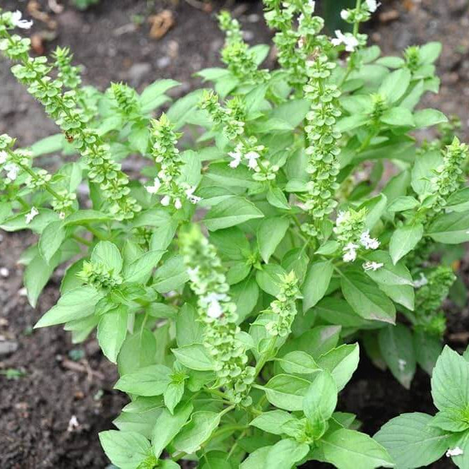 Clove Basil Seeds - Herbal Plant
