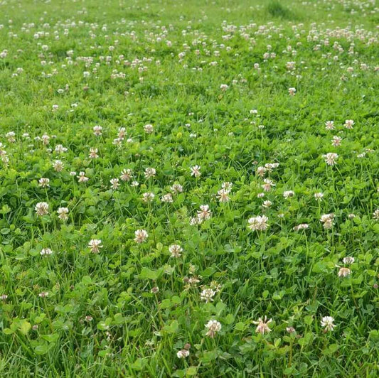 Clover Grass seeds