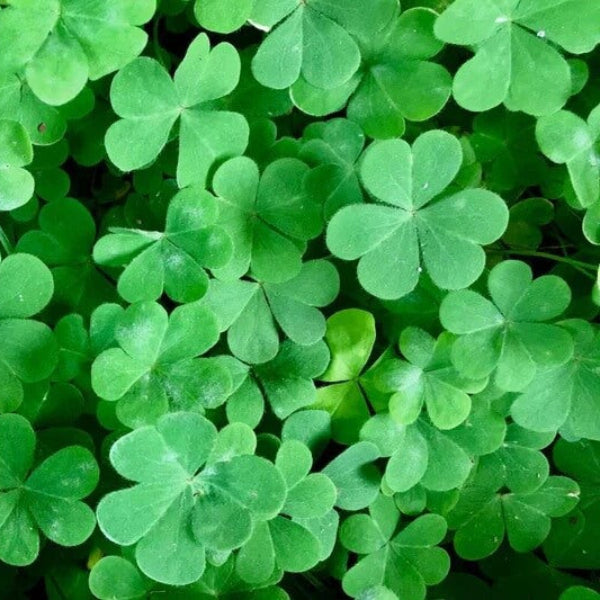 Clover Seeds - Herbal Plant for Home Gardens
