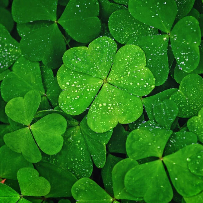 Clover Seeds - Herbal Plant for Home Gardens