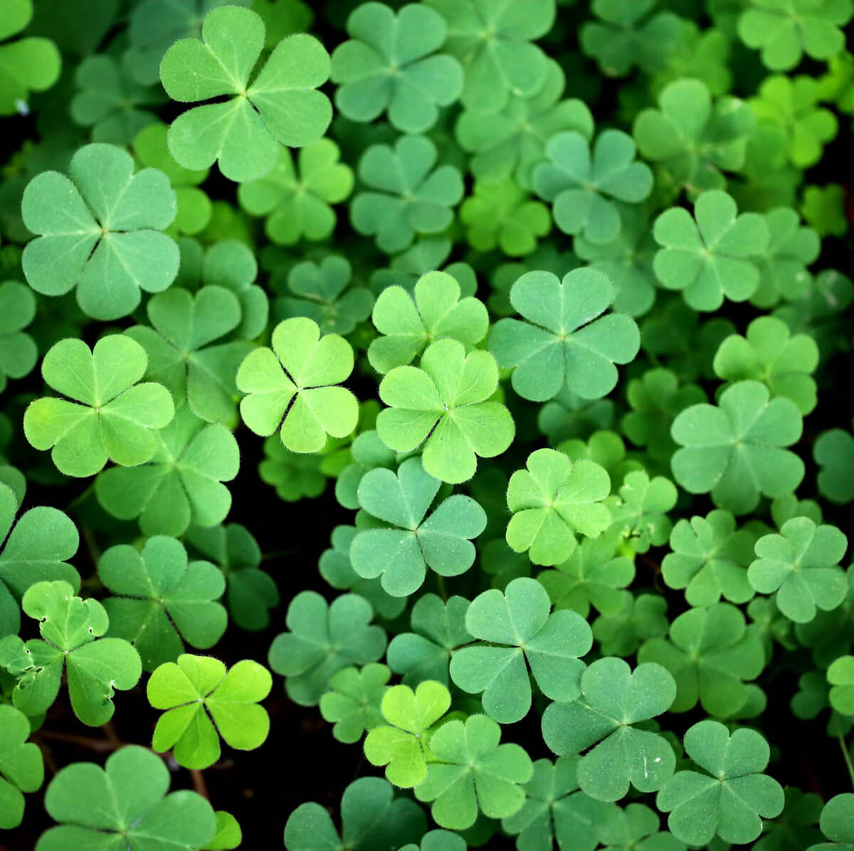 Clover Seeds 