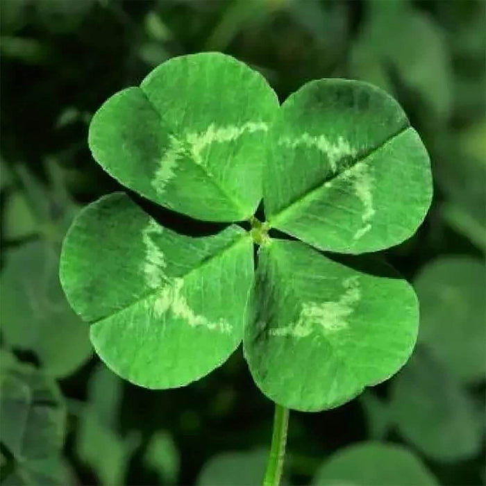 Clover Seeds - Herbal Plant for Home Gardens