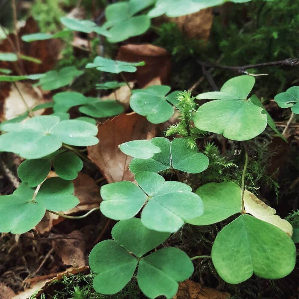 Clover Seeds 
