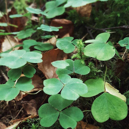 Clover Seeds 