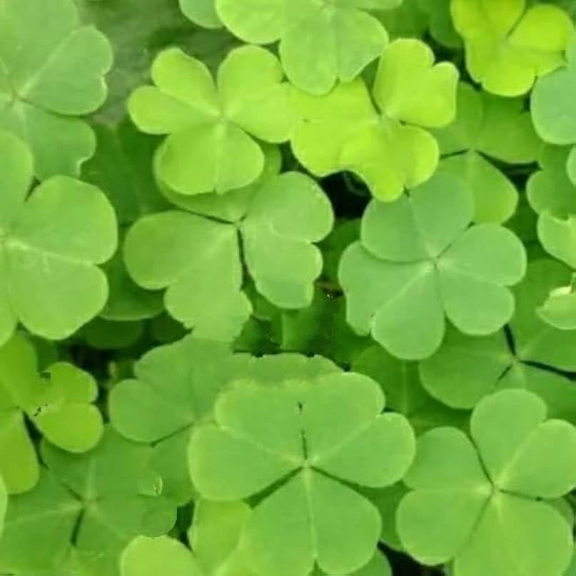 Clover Seeds 