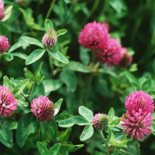Clover Seeds for Planting
