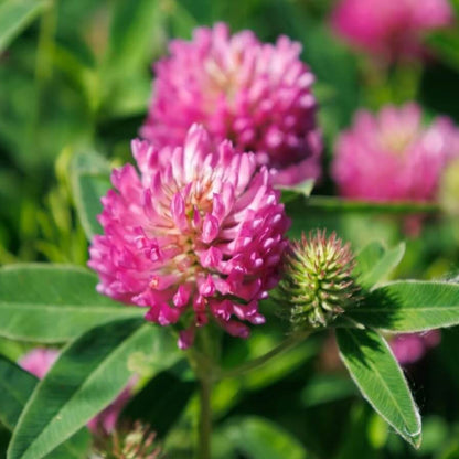 Clover Seeds for Planting