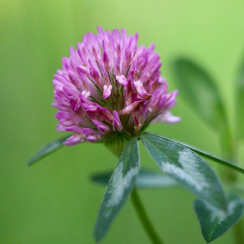 Clover Seeds for Planting