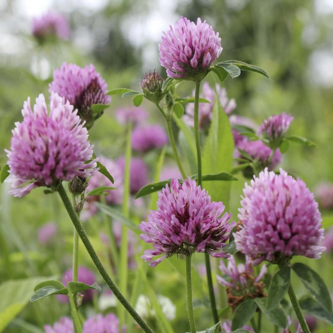 Clover Seeds for Planting