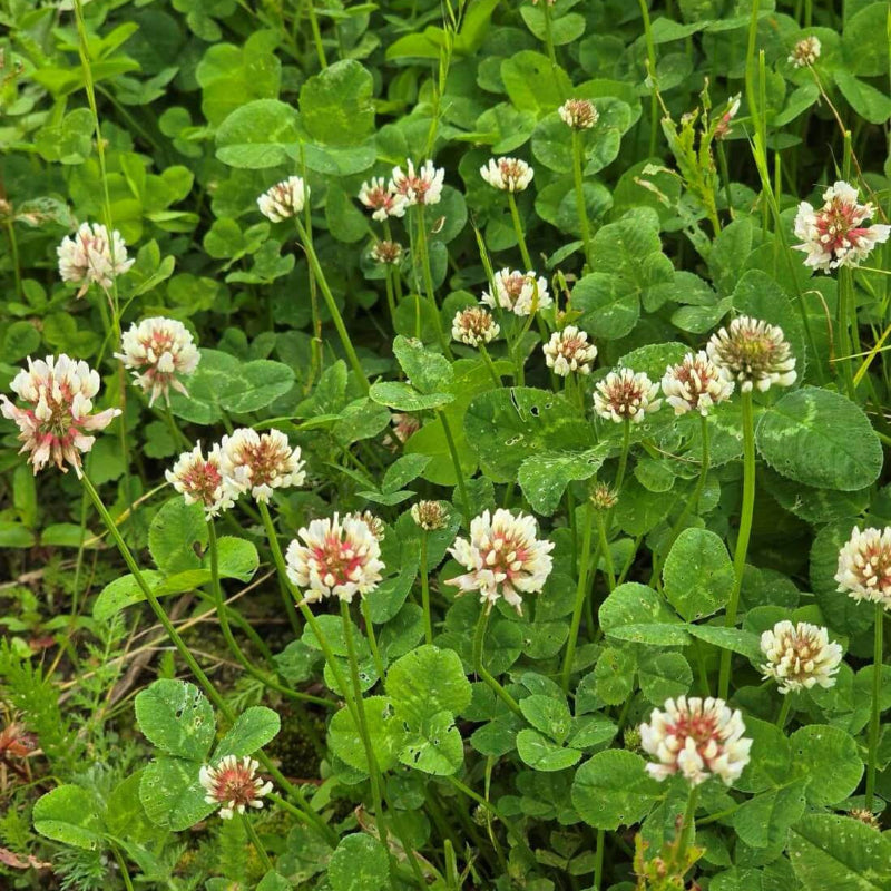 Clover Seeds for Planting