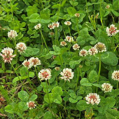 Clover Seeds for Planting