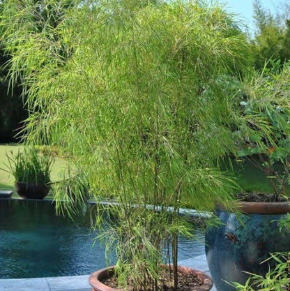 Clumping Bamboo Seeds - Flower Plant