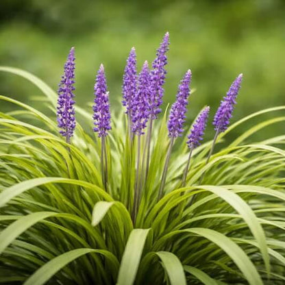 Clumping Liriope Seeds