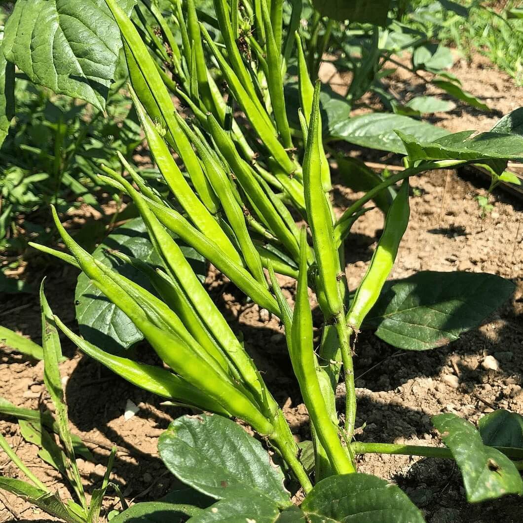 Cluster Bean Seeds