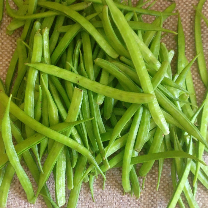 Cluster Bean Seeds