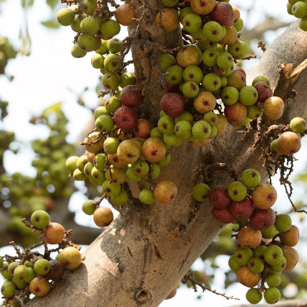 Cluster Fig Seeds - Heirloom Fruit Plant for Home Gardens