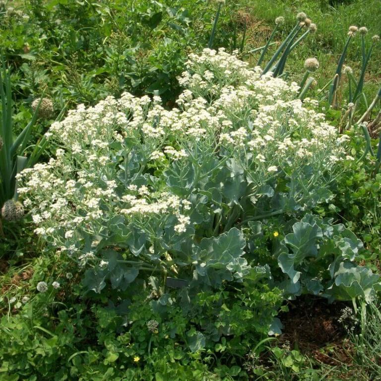 Coastal Kale Seeds