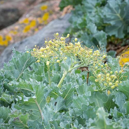 Coastal Kale Seeds