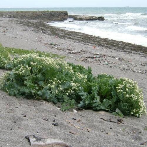 Coastal Kale Seeds