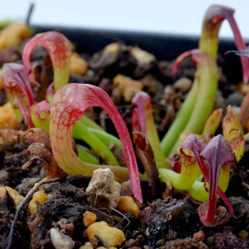 Cobra Lily Seeds