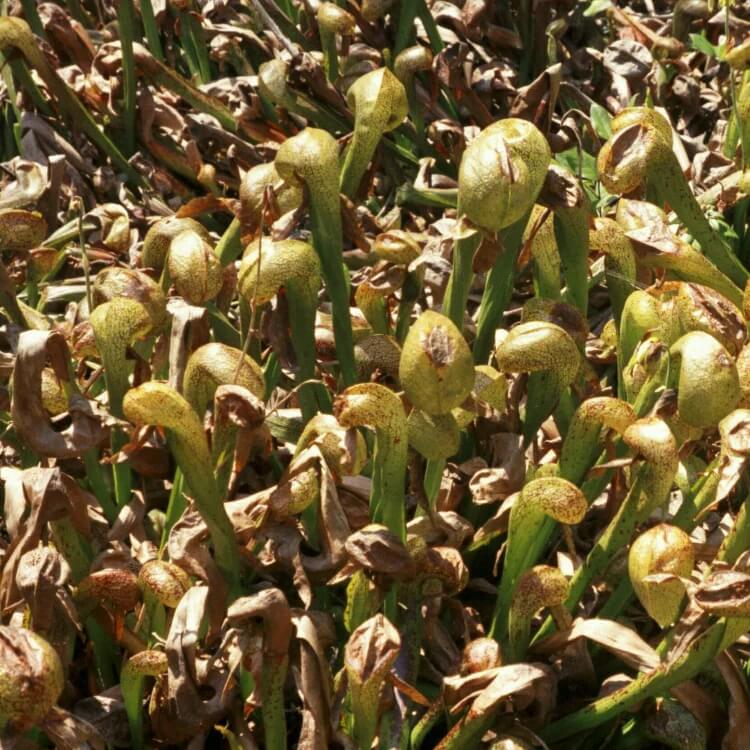 Cobra Pitcher Plant Seeds