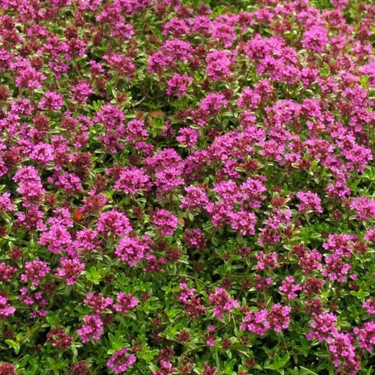 Coccineus Thyme Seeds