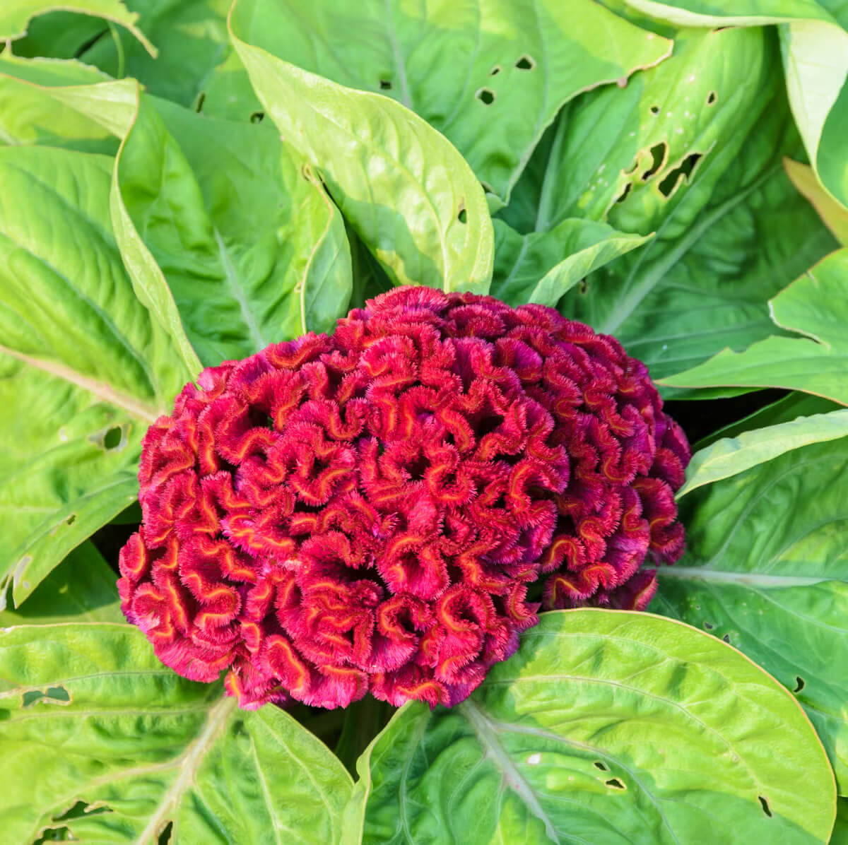 Cockscomb Seeds