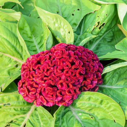 Cockscomb Seeds