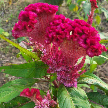 Cockscomb Seeds