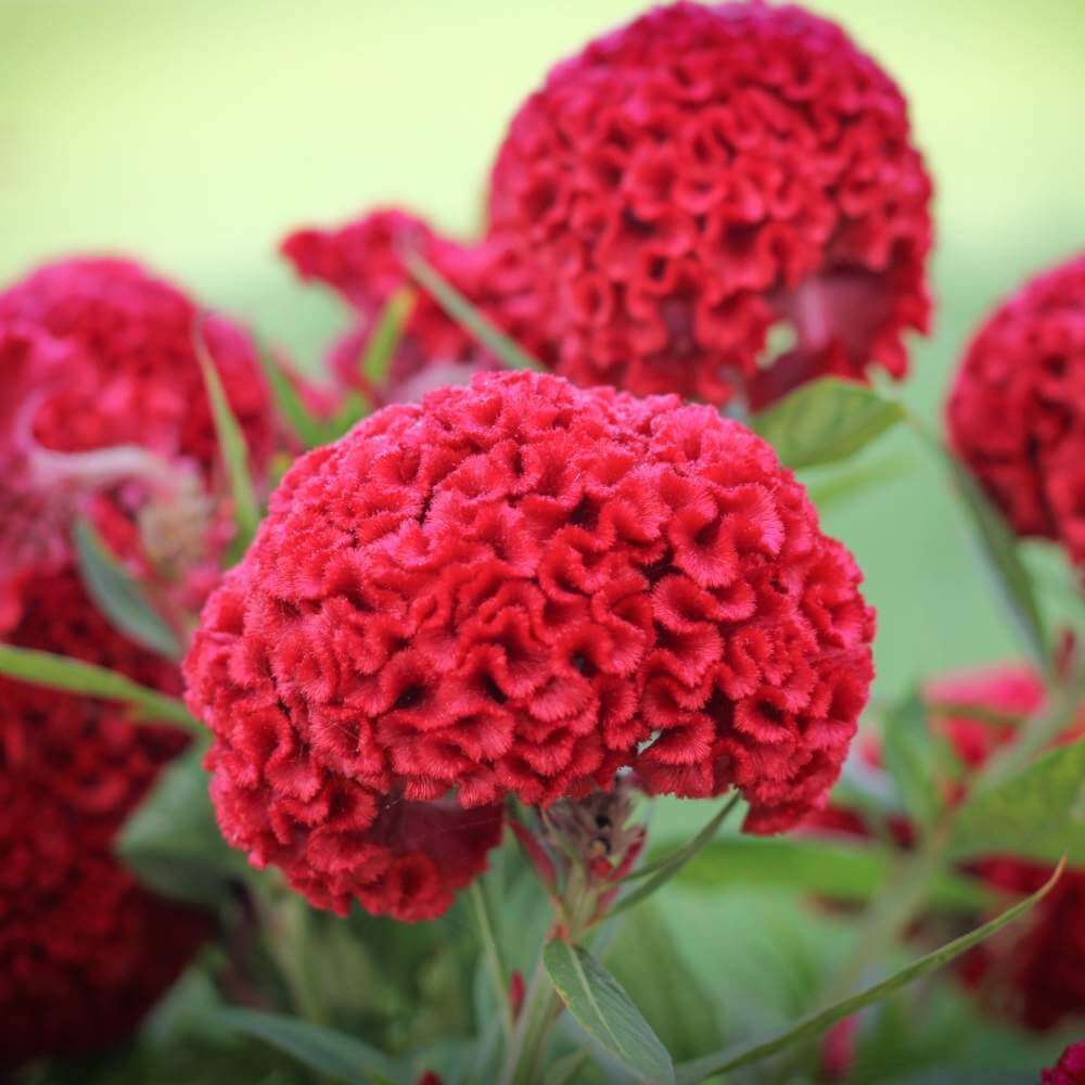 Cockscomb Seeds