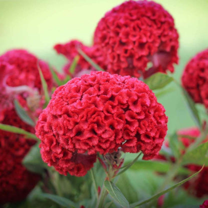 Cockscomb Seeds