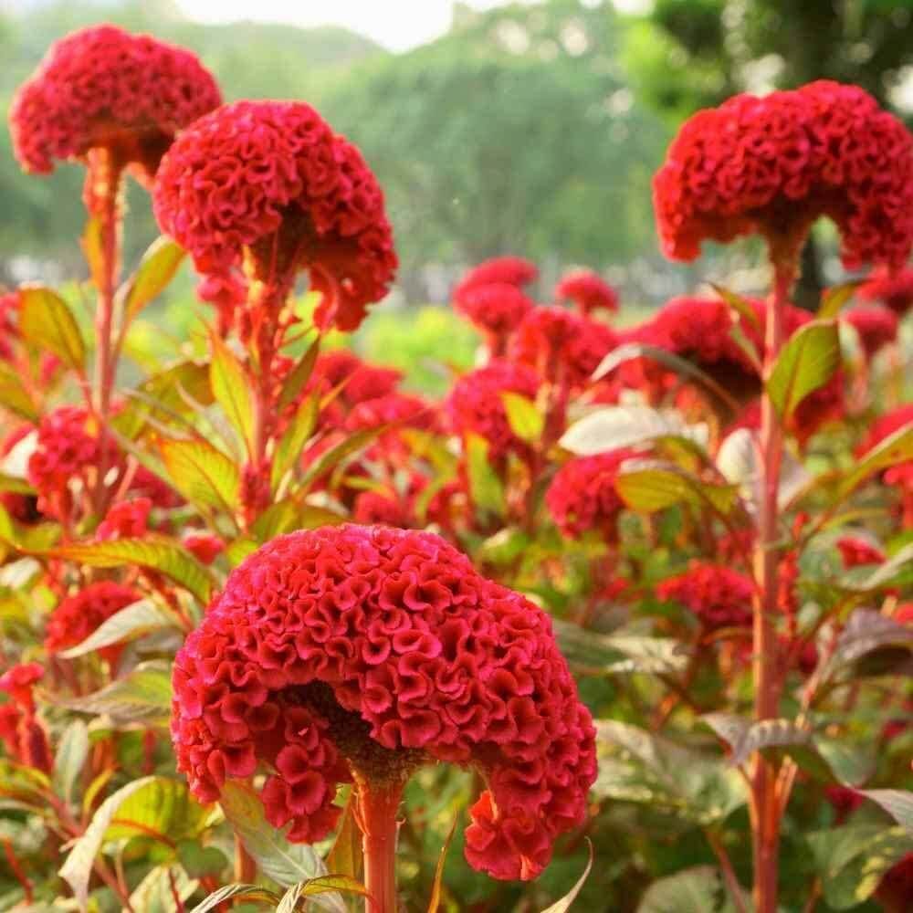 Cockscomb Seeds