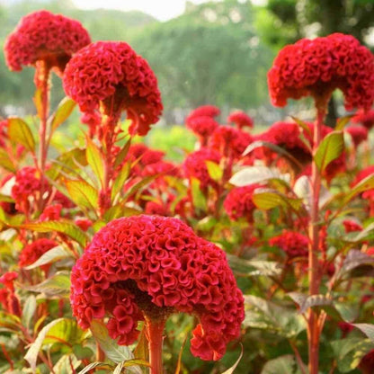 Cockscomb Seeds