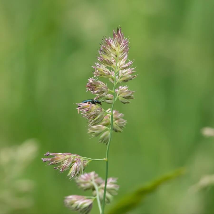 Cocksfoot Orchardgrass Seeds