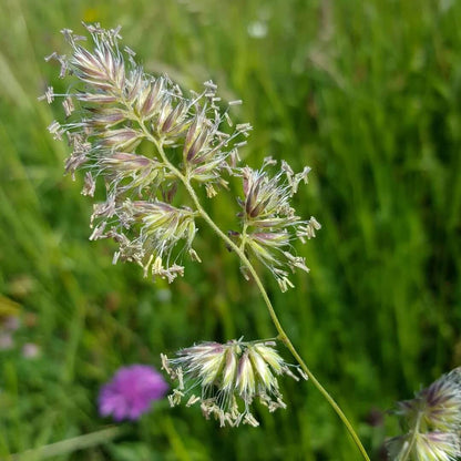 Cocksfoot Orchardgrass Seeds