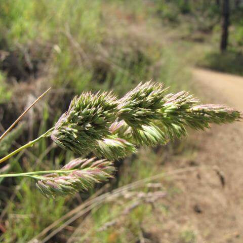 Cocksfoot Orchardgrass Seeds