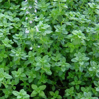 Coconut Thyme Seeds - Heirloom Herbal Plant for Home Gardens