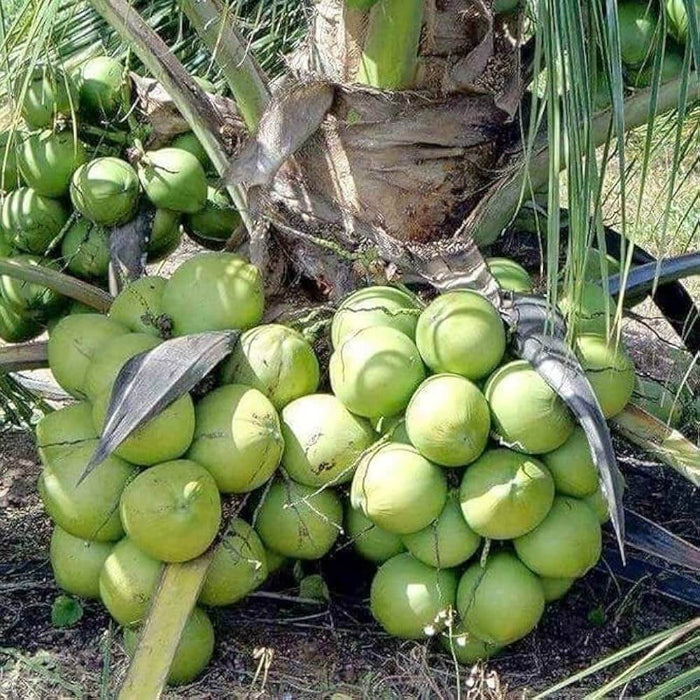 Coconut seeds - Fruit Plant for Home Gardens