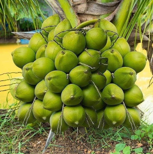 Coconut seeds - Fruit Plant for Home Gardens