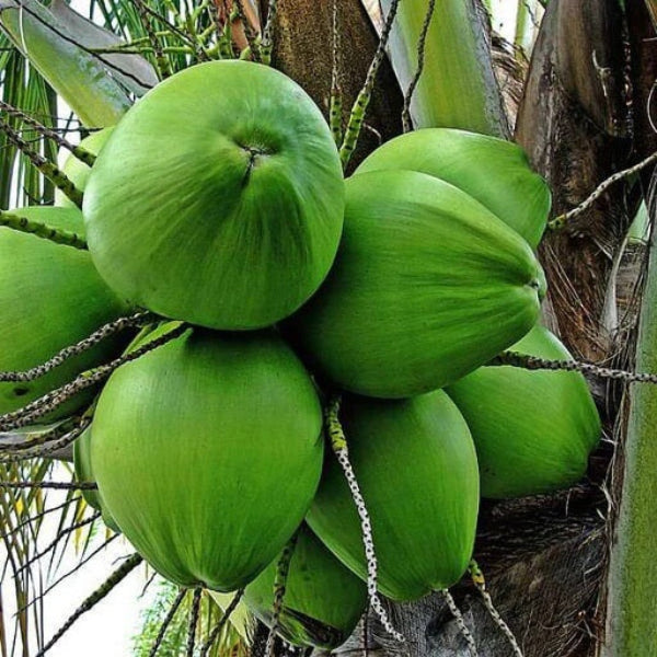 Coconut seeds - Fruit Plant for Home Gardens