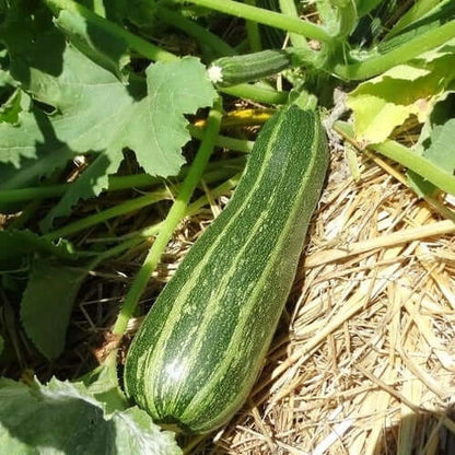 Cocozelle Zucchini Seeds - Vegetable Plant