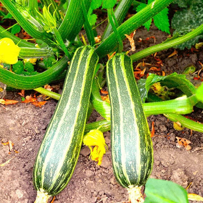 Cocozelle Zucchini Seeds - Vegetable Plant