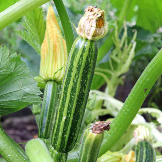 Cocozelle Zucchini Seeds - Vegetable Plant